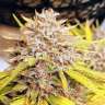 Семена Auto Fat Banana feminised Ganja Seeds Семена Auto Fat Banana feminised Ganja Seeds