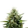 Семена сорта Auto Fat Banana feminised Ganja Seeds Семена сорта Auto Fat Banana feminised Ganja Seeds