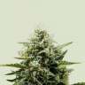 Качественные семена Auto Fat Banana feminised Ganja Seeds Качественные семена Auto Fat Banana feminised Ganja Seeds