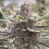 семена конопли почтой Black Jack feminised
 семена конопли почтой Black Jack feminised