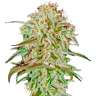 купить семена конопли с доставкой AMS feminised