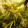 купить семена сортовой конопли Auto Pineapple feminised купить семена сортовой конопли Auto Pineapple feminised