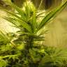 купить семена конопли в фирменной упаковке Auto Pineapple feminised купить семена конопли в фирменной упаковке Auto Pineapple feminised