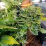 купить мощные семена конопли Auto Pineapple feminised купить мощные семена конопли Auto Pineapple feminised