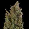 купить семки конопли Auto Blue Cheese feminised
купить семки конопли Auto Blue Cheese feminised