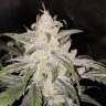 заказ семян конопли Киев Auto Bubblelicious feminised GanjaLiveSeeds заказ семян конопли Киев Auto Bubblelicious feminised GanjaLiveSeeds