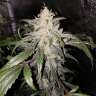 семена конопли автоцвет Auto Bubblelicious feminised GanjaLiveSeeds семена конопли автоцвет Auto Bubblelicious feminised GanjaLiveSeeds