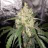 семена конопли в фирменной упаковке Auto Bubblelicious feminised GanjaLiveSeeds семена конопли в фирменной упаковке Auto Bubblelicious feminised GanjaLiveSeeds