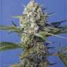 Семена Auto Crystal Candy feminised Fast Version Ganja Seeds Семена Auto Crystal Candy feminised Fast Version Ganja Seeds