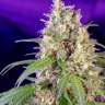 Качественные семена Auto Crystal Candy feminised Fast Version Ganja Seeds Качественные семена Auto Crystal Candy feminised Fast Version Ganja Seeds