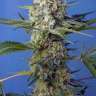 Купить семена Auto Crystal Candy feminised Fast Version Ganja Seeds Купить семена Auto Crystal Candy feminised Fast Version Ganja Seeds