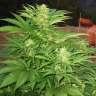 семена конопли для посадки купить Narkush feminised семена конопли для посадки купить Narkush feminised