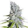 купить мощные семена конопли Auto Skunk Haze feminised купить мощные семена конопли Auto Skunk Haze feminised