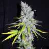 купить семена конопли автоцвет Auto Skunk Haze feminised купить семена конопли автоцвет Auto Skunk Haze feminised