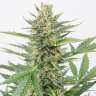 Auto Kuyrdak feminised Bang Seeds Auto Kuyrdak feminised Bang Seeds