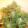 Auto Kuyrdak feminised Bang Seeds Auto Kuyrdak feminised Bang Seeds