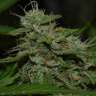 семена конопли купить онлайн Auto Critical XXL feminised
 семена конопли купить онлайн Auto Critical XXL feminised