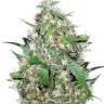 мощные семена конопли Auto Critical XXL feminised
 мощные семена конопли Auto Critical XXL feminised