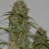 не дорогие семена конопли Auto Critical XXL feminised
 не дорогие семена конопли Auto Critical XXL feminised