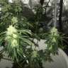 семена конопли наложенным платежом Auto Critical XXL feminised Ganja Seeds семена конопли наложенным платежом Auto Critical XXL feminised Ganja Seeds