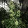 семена конопли почтой Auto Critical XXL feminised Ganja Seeds семена конопли почтой Auto Critical XXL feminised Ganja Seeds