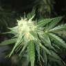 заказать качественные семена конопли Auto Critical XXL feminised Ganja Seeds заказать качественные семена конопли Auto Critical XXL feminised Ganja Seeds
