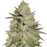 купить на сайте семена конопли Early Skunk x AK feminised
 купить на сайте семена конопли Early Skunk x AK feminised