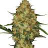заказать семена мощной конопли Early Skunk x AK feminised
 заказать семена мощной конопли Early Skunk x AK feminised