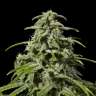 интернет магазин продажа семян конопли Early Skunk x AK feminised интернет магазин продажа семян конопли Early Skunk x AK feminised