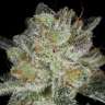 купить семена конопли  Auto Snow Ryder regular в Украине купить семена конопли  Auto Snow Ryder regular в Украине