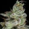 регулярные семена конопли  Auto Snow Ryder regular купить регулярные семена конопли  Auto Snow Ryder regular купить