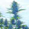 купить семена конопли в оригинальных упаковках Blue feminised купить семена конопли в оригинальных упаковках Blue feminised