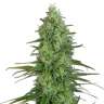 семена конопли Critical Jack feminised GanjaLiveSeeds