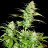 семена конопли недорого Critical Jack feminised GanjaLiveSeeds