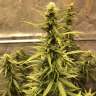 семена индийской конопли Auto Big Bud XXL feminised Ganja Seeds семена индийской конопли Auto Big Bud XXL feminised Ganja Seeds