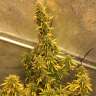 семена конопли Украина Auto Big Bud XXL feminised Ganja Seeds семена конопли Украина Auto Big Bud XXL feminised Ganja Seeds