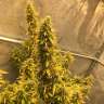 заказ семян конопли Киев Auto Big Bud XXL feminised Ganja Seeds заказ семян конопли Киев Auto Big Bud XXL feminised Ganja Seeds