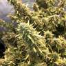 конопля семена сорта заказать Auto Big Bud XXL feminised Ganja Seeds конопля семена сорта заказать Auto Big Bud XXL feminised Ganja Seeds
