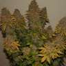 заказать семена мощных сортов конопли G13 Skunk feminised
 заказать семена мощных сортов конопли G13 Skunk feminised