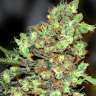 купить онлайн с доставкой семена конопли G13 Skunk feminised
 купить онлайн с доставкой семена конопли G13 Skunk feminised