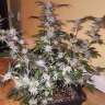 купить семена конопли в оригинальных упаковках Blue Mango feminised купить семена конопли в оригинальных упаковках Blue Mango feminised