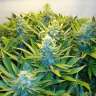 купить семена сортовой конопли Blue Mango feminised купить семена сортовой конопли Blue Mango feminised