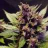 семена конопли феминизированные Auto Dark Devil feminised GanjaLiveSeeds семена конопли феминизированные Auto Dark Devil feminised GanjaLiveSeeds