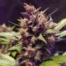 качественные семена коноплиAuto Dark Devil feminised GanjaLiveSeeds качественные семена коноплиAuto Dark Devil feminised GanjaLiveSeeds