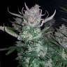 урожайные семена конопли Auto Dark Devil feminised GanjaLiveSeeds урожайные семена конопли Auto Dark Devil feminised GanjaLiveSeeds