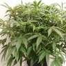 семена конопли индика Auto X.Treme feminised Ganja Seeds семена конопли индика Auto X.Treme feminised Ganja Seeds