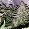 семена конопли марихуаны Auto X.Treme feminised Ganja Seeds семена конопли марихуаны Auto X.Treme feminised Ganja Seeds