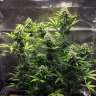 купить семена конопли в Украине Cheese berries feminised
