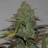 купить качественные семена конопли Cheese berries feminised