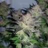 купить семена конопли феминизированные Auto Critical CBD feminised купить семена конопли феминизированные Auto Critical CBD feminised